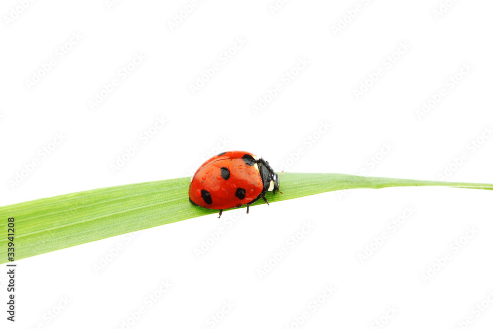ladybug on grass ladybug on grass