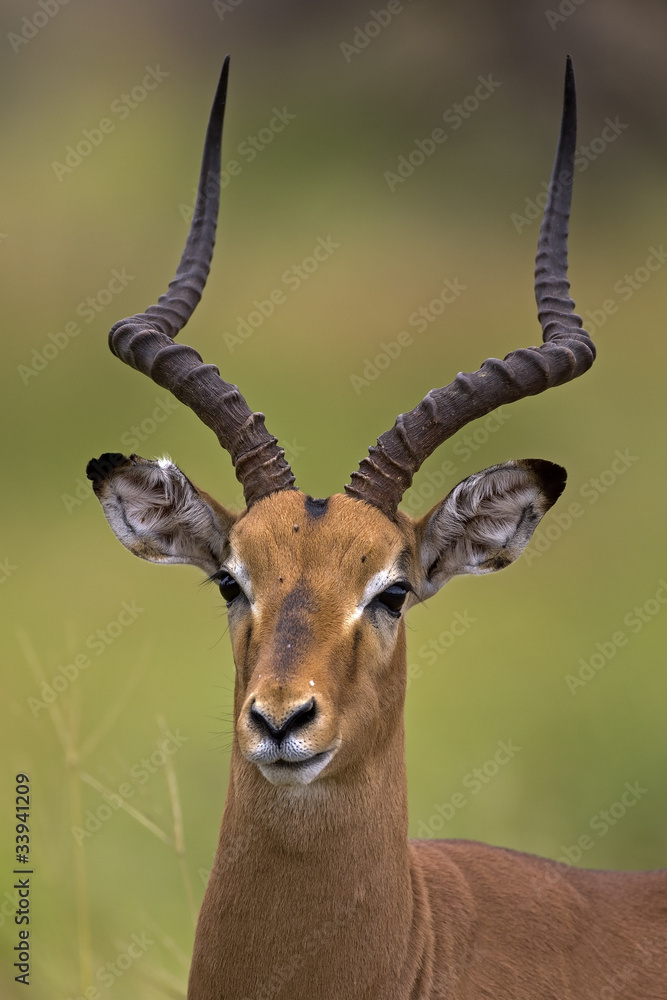 Close-up portrait of male Impala; aepyceros melampus Close-up portrait of male Impala; aepyceros melampus