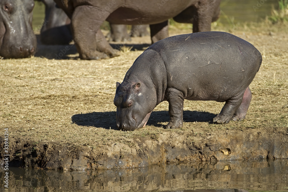 Hippopotamus baby walking on river bank; hippopotamus amphibius