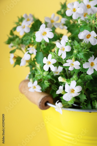 White flowers on yellow background photo