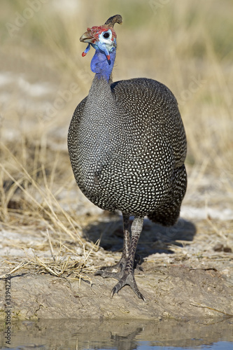 Guinea-fowl standing at waterhole; Numida meleagris