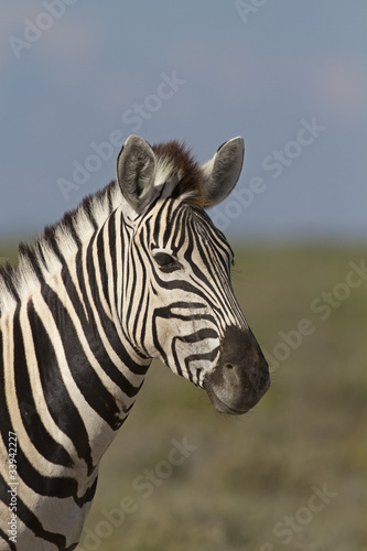 Portrait of Burchells zebra  Equus Burchelli