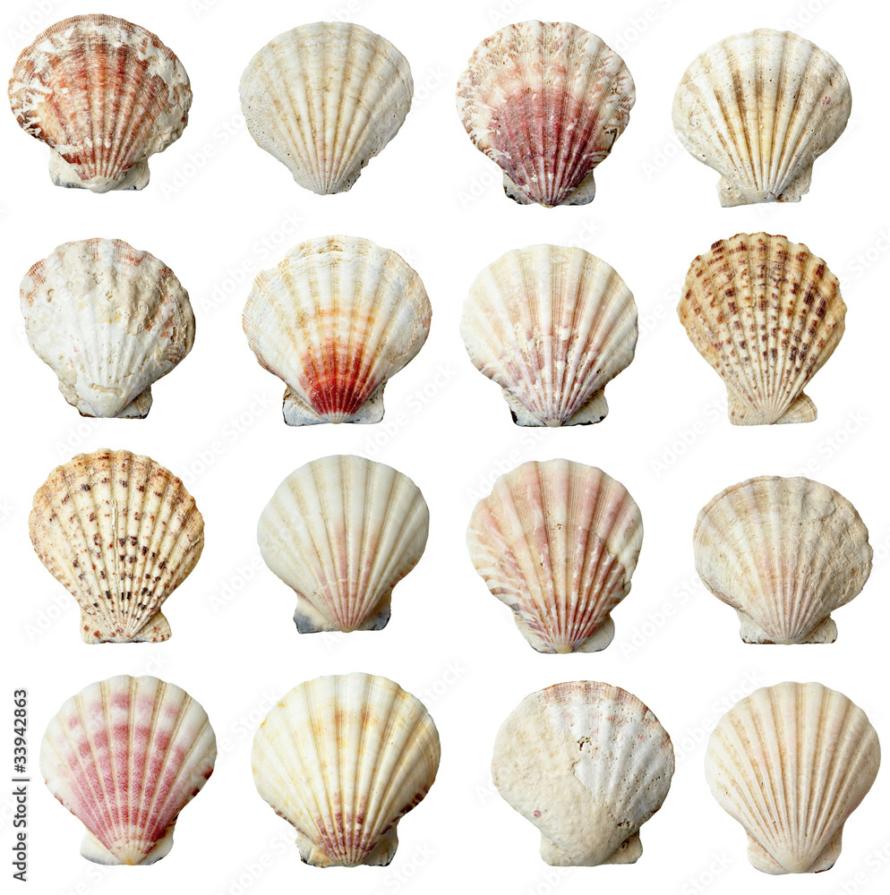 seashel sea life marine seashel sea life marine