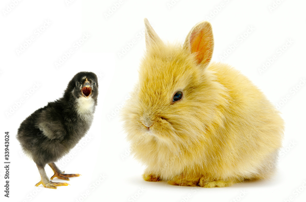 rabbit and chick