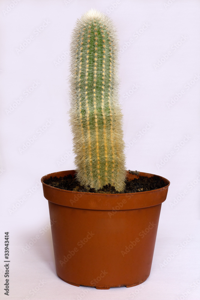 green cactus green cactus