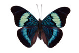 Black and blue butterfly Panacea prola isolated