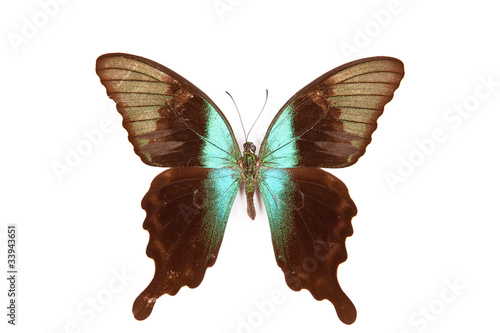 Black and green butterfly Papilio perantus isolated