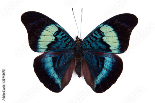 Black and blue butterfly Panacea prola isolated
