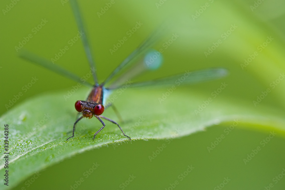 Fototapeta premium Libelle ins Gesicht geschaut