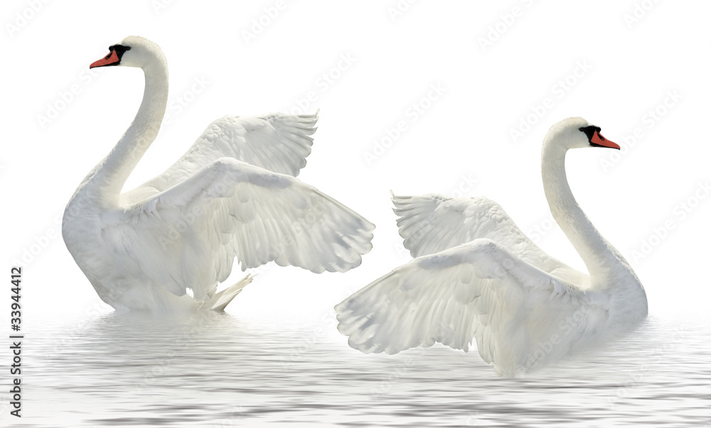Fototapeta premium Two swans.