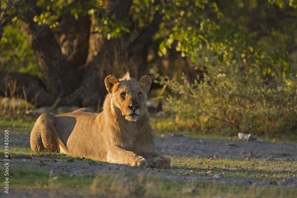Fototapeta premium Young male lion laying in early morning sunlight; Panthera leo