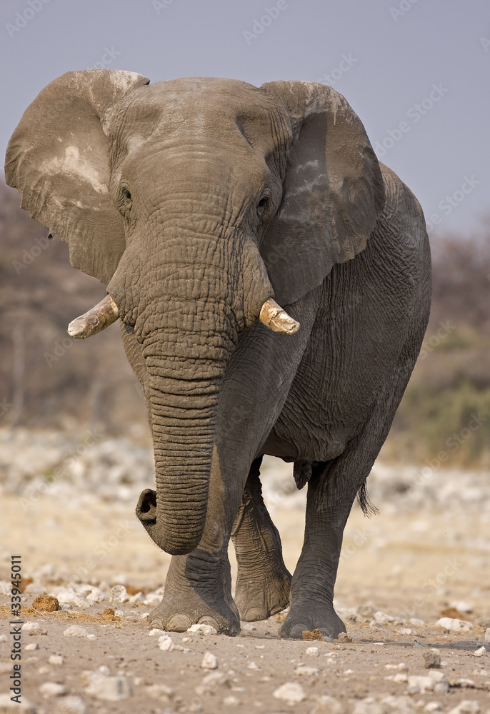 Elephant bull walking in rocky field; Loxodonta Africana