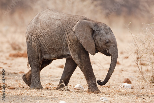 Baby elephant walking over rocky plains; Loxodonta africana