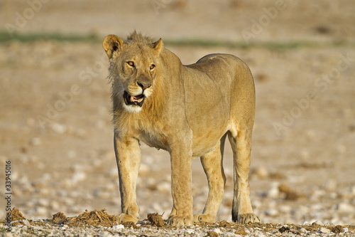 Close-up of young male lion; Panthera leo