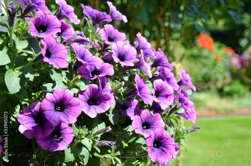 Fototapeta Naklejka Na Ścianę i Meble -  Petunien violett