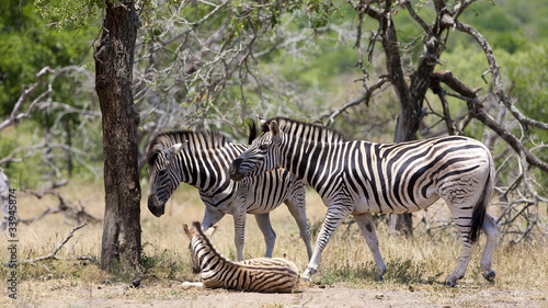 Zebras in Kruger National Park  South Africa