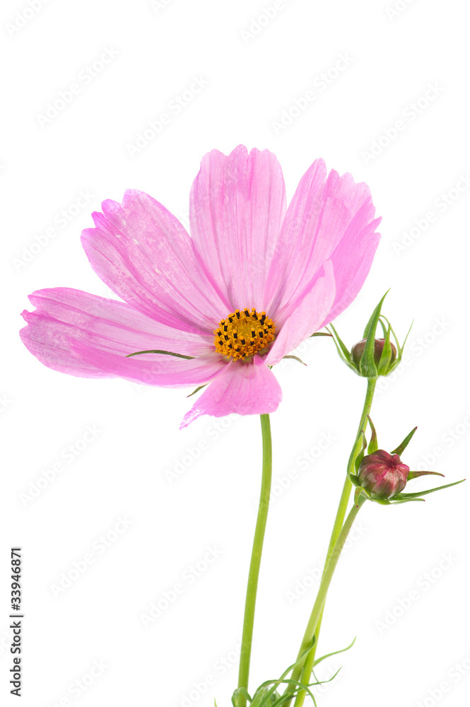 Cosmos flowers Cosmos flowers