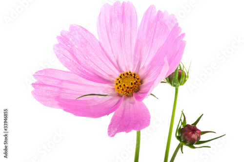 Cosmos flowers