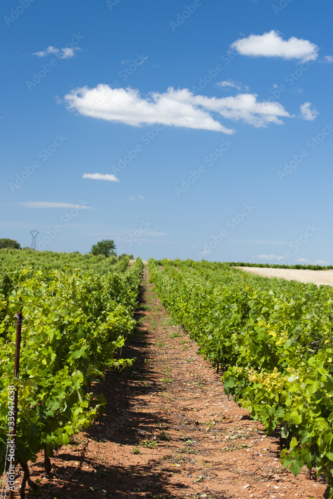 Vineyard in landscape