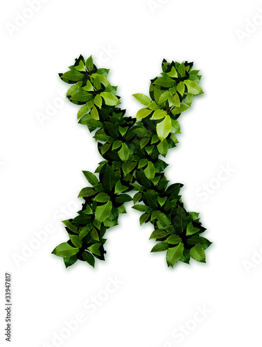 letter leaves X