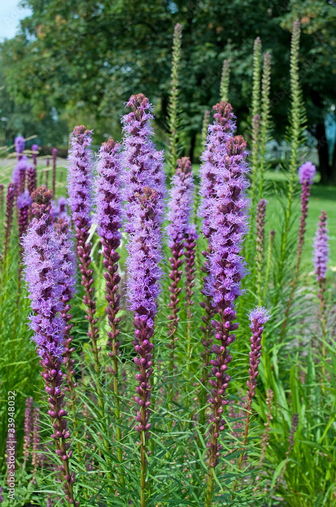 Obraz premium Prachtscharte - Liatris spicata
