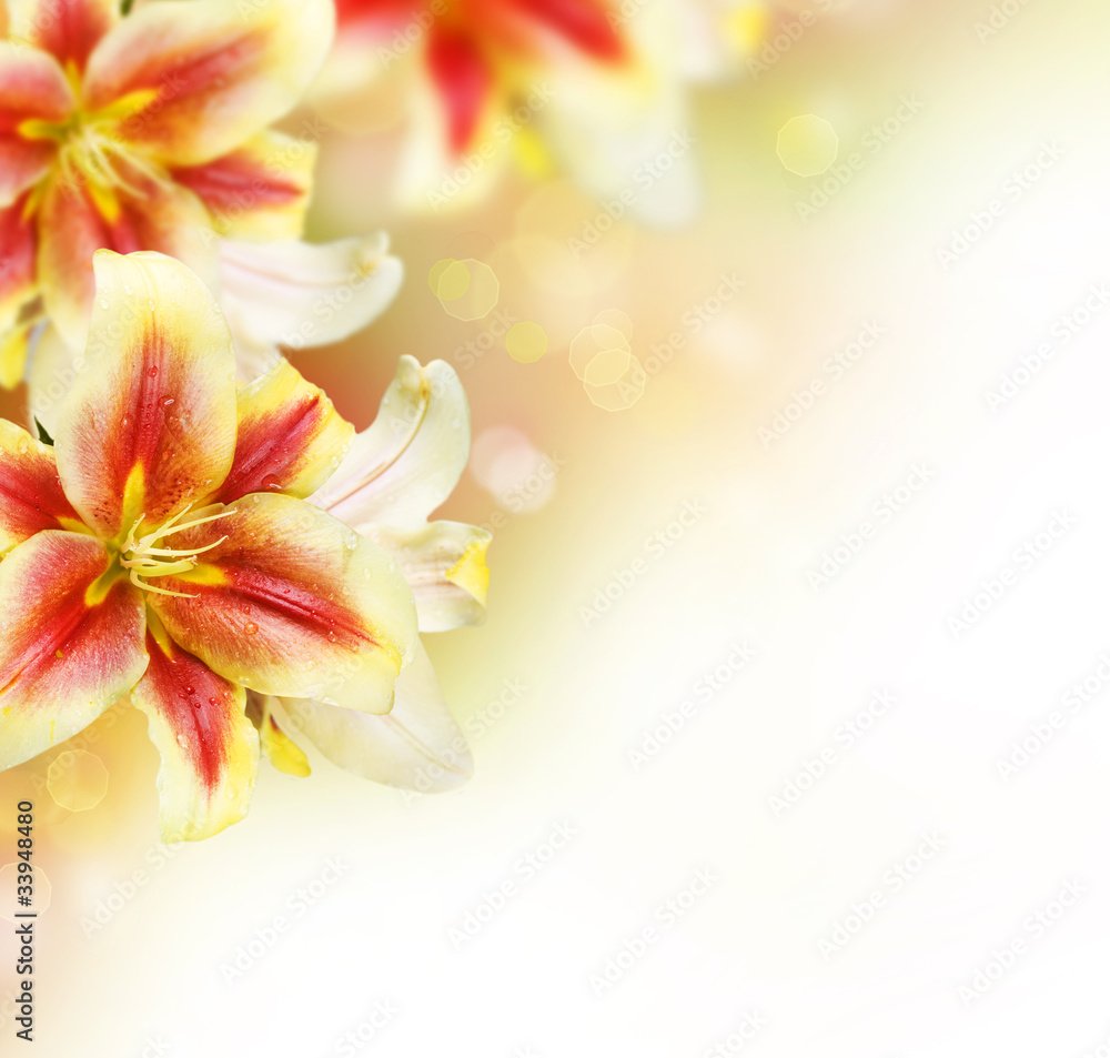 Lily Flowers border design. Summer Flowers Lily Flowers border design. Summer Flowers