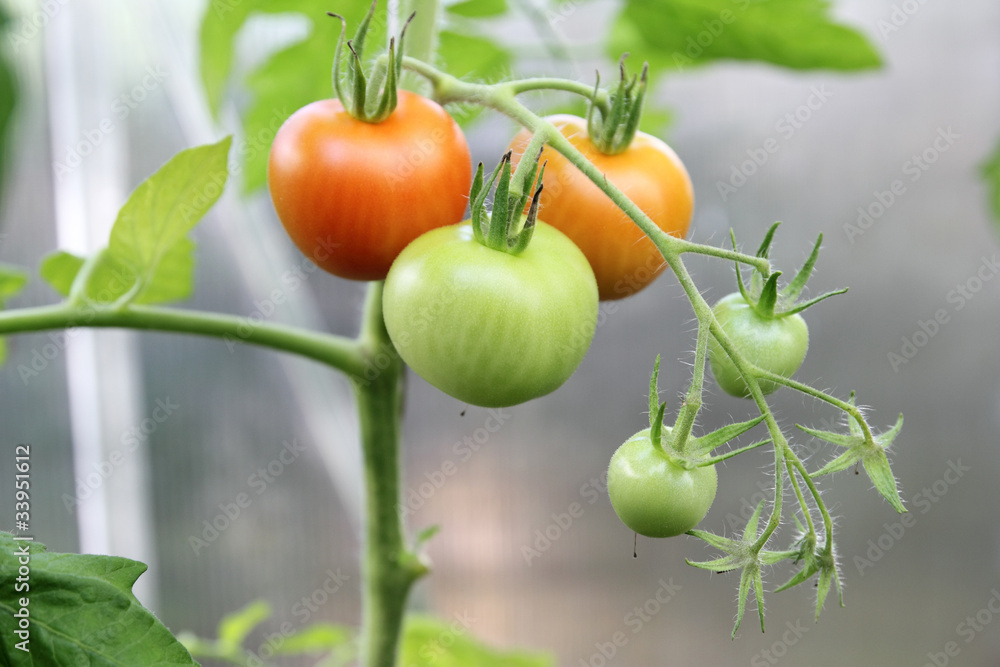 red and green tomatoes in a greenhouse