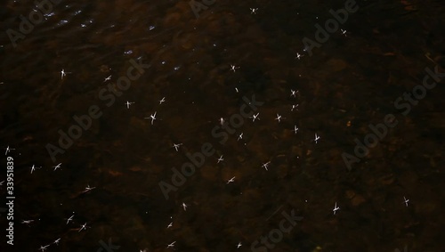 Water Strider, Lat. Gerris paludum photo