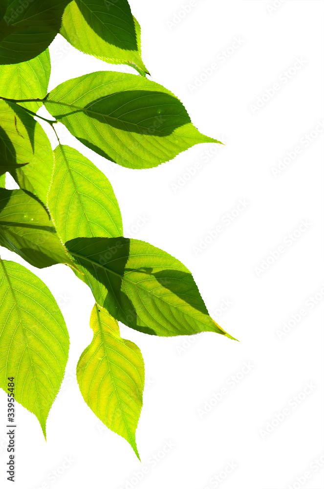 Fototapeta premium green leaves