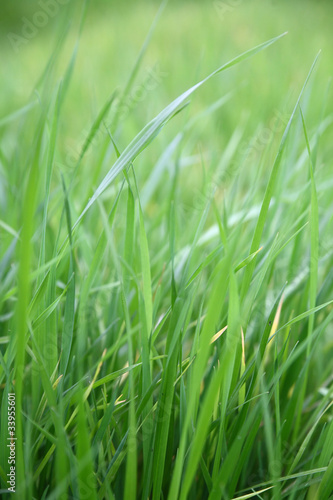 Grass