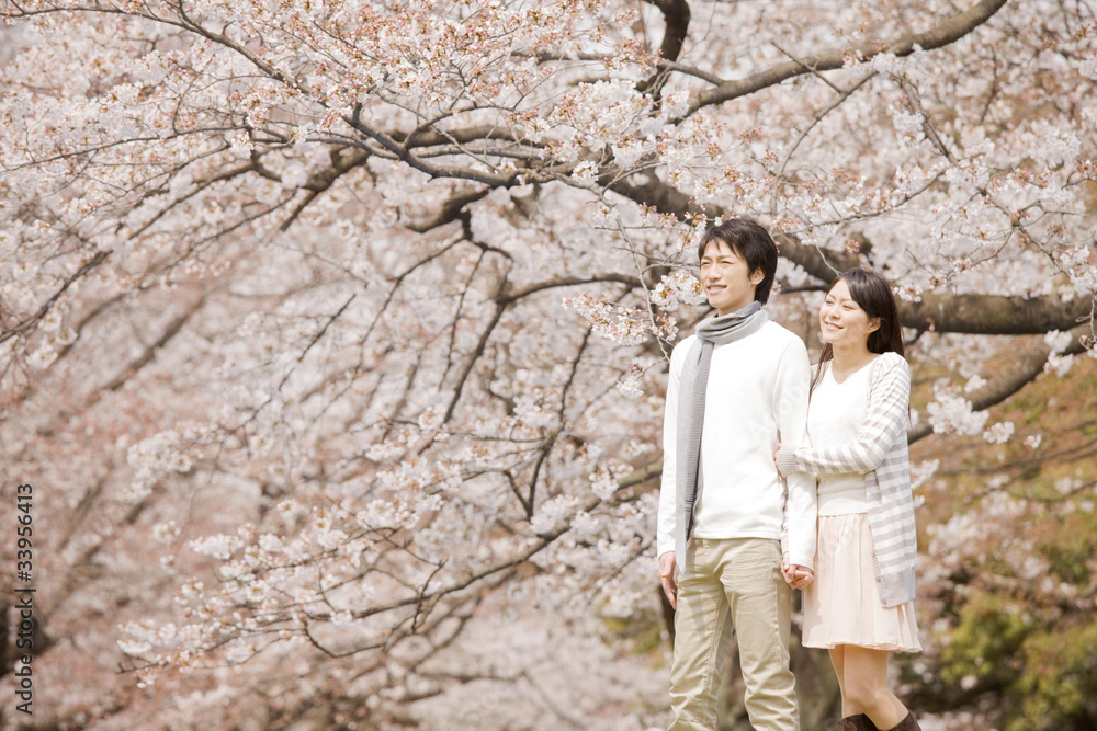 花見をするカップル 花見をするカップル