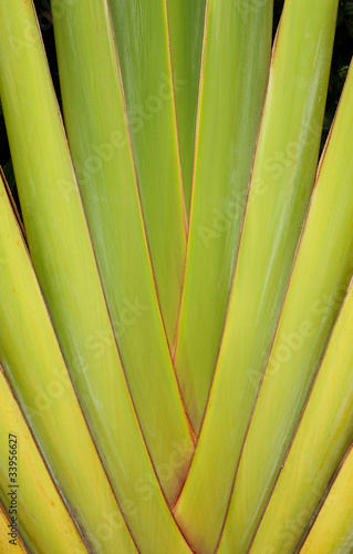 Detail of Traveller s Palm