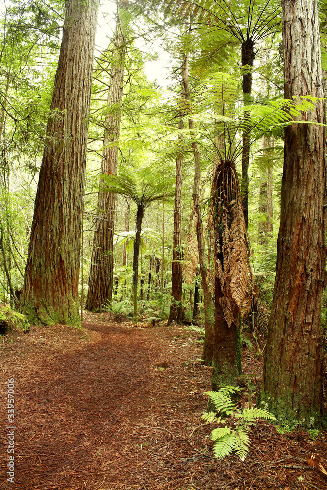 Fototapeta premium Forest