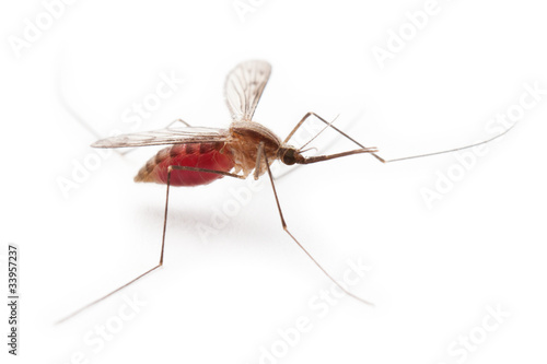 Gnat or mosquito insect © ia_64