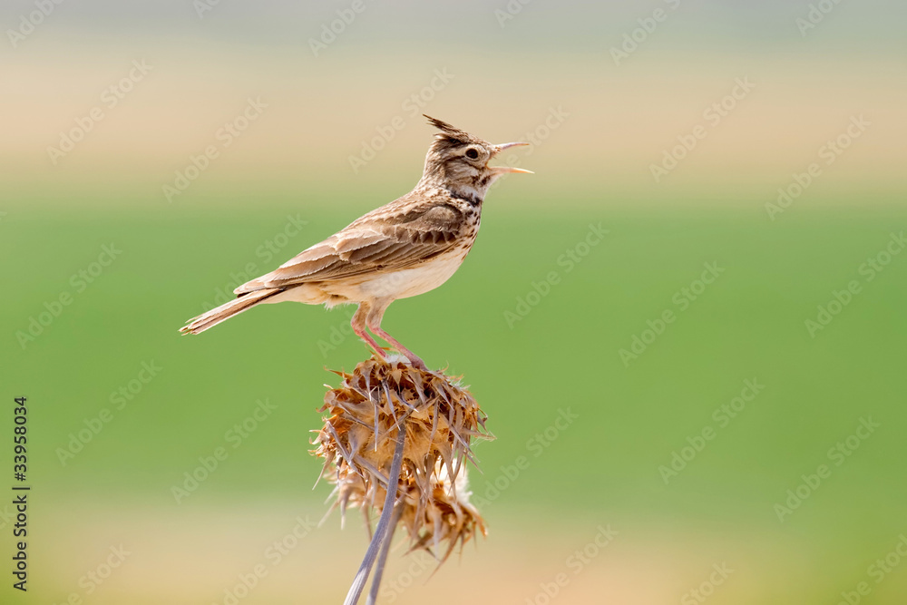 Crested Lark Singing