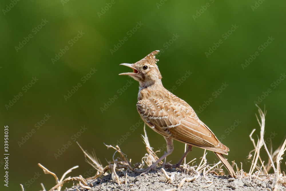 Crested Lark Crested Lark