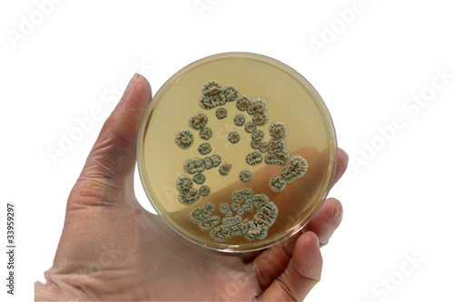 microorganisms on the plate photo