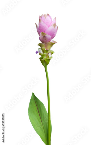 Siam tulip isolated on white