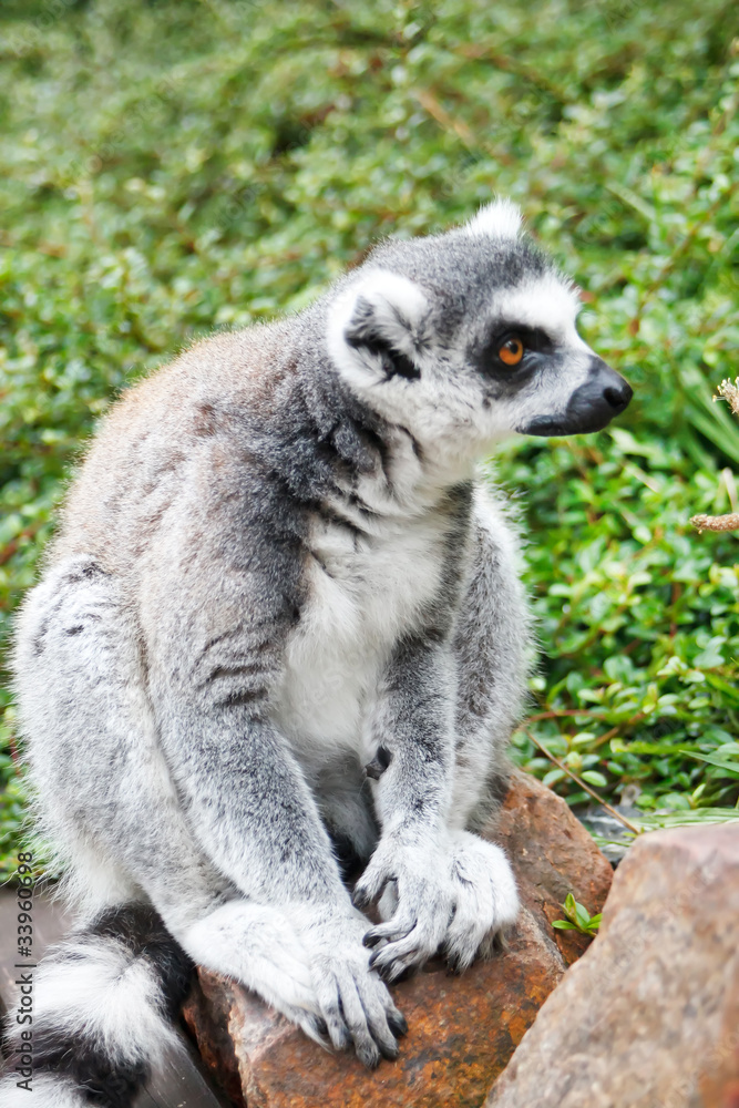 Cute Lemur