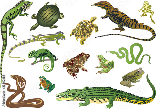 set of reptiles and amphibians isolated on white