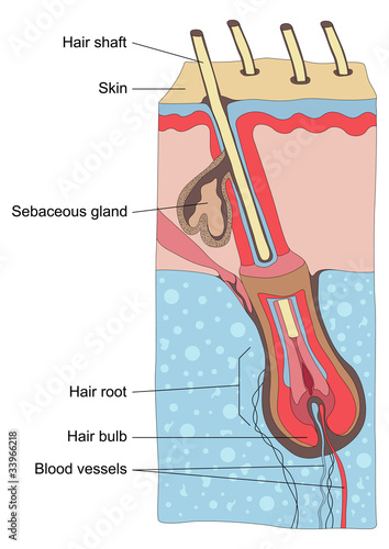 Human hair structure anatomy illustration