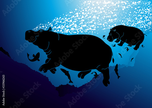 Fotografia, Obraz Cute swimming hippopotamus