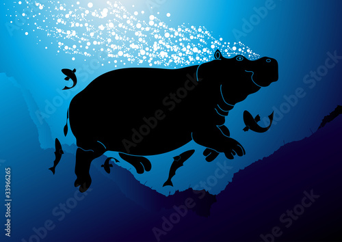 Cute swimming hippopotamus