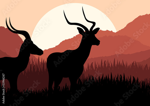 Gazelle couple in wild nature