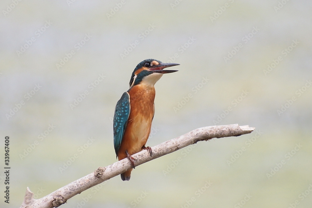 custom made wallpaper toronto digitalCommon Kingfisher, alcedo atthis