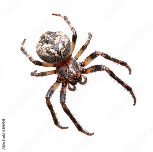 Garden spider (Araneidae)