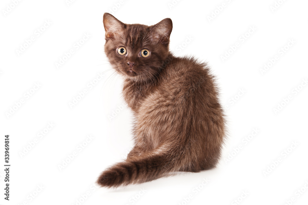 Fototapeta premium British kitten on white background
