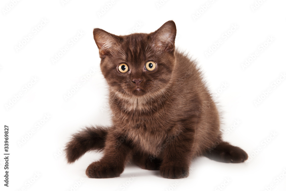 British kitten on white background British kitten on white background