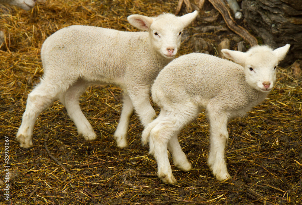Obraz premium two lambs