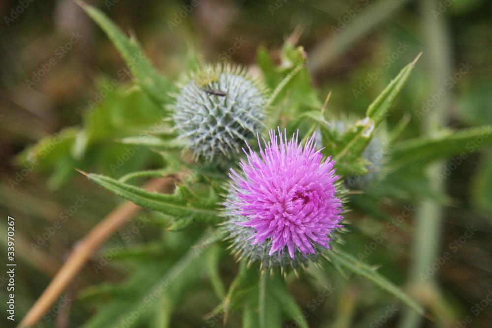 Thistle Thistle